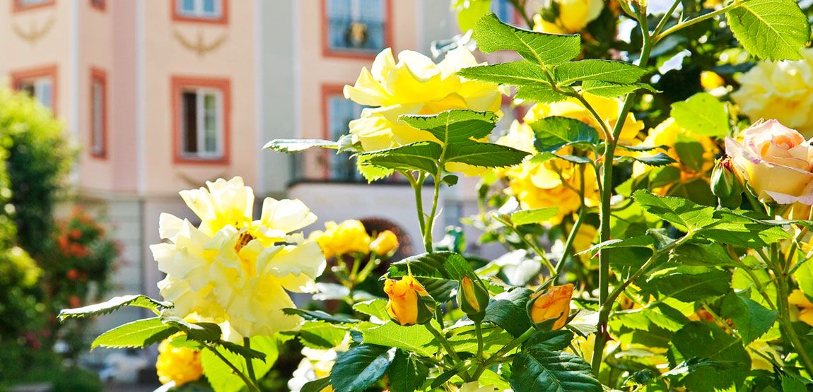 Gelbe Rosen vor dem Hotel Hirsch Füssen